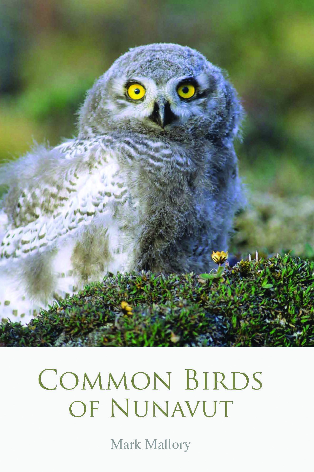 Common Birds of Nunavut