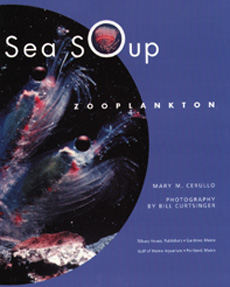 Sea Soup