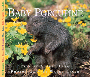 Baby Porcupine