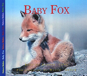 Baby Fox