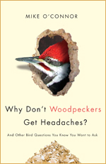 Why Don't Woodpeckers Get Headaches?