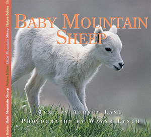 Baby Mountain Sheep