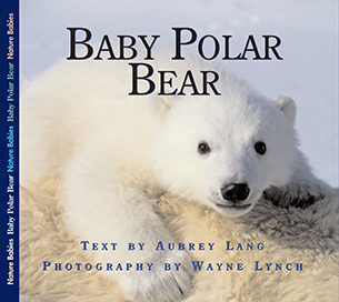 Baby Polar Bear