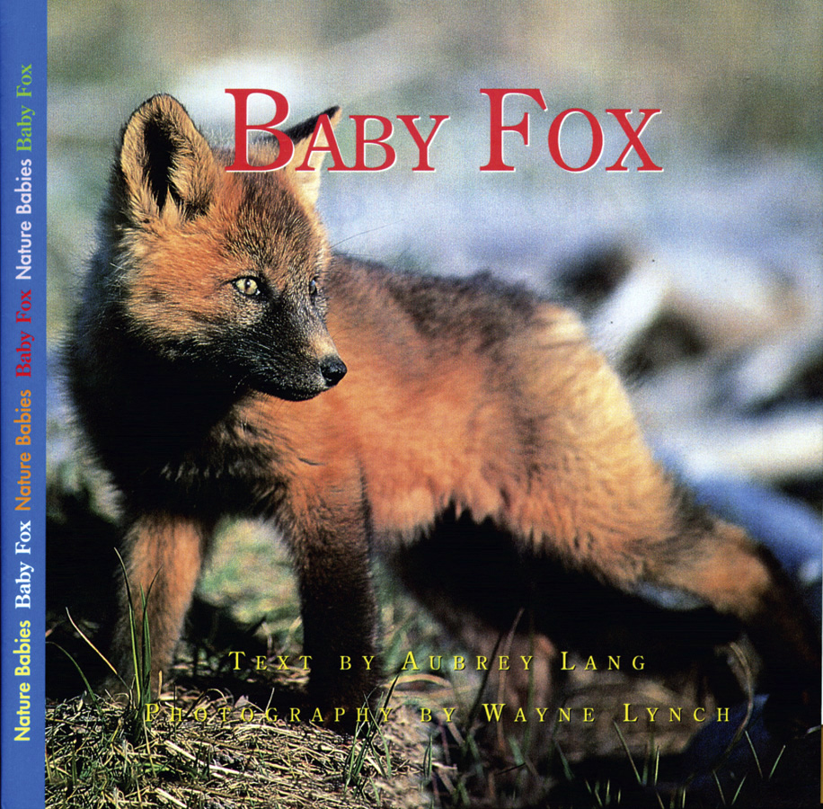 Baby Fox