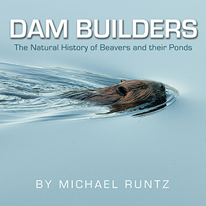 Dam Builders