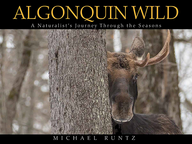 Algonquin Wild