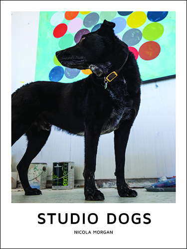 Studio Dogs