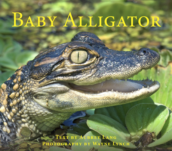 Baby Alligator