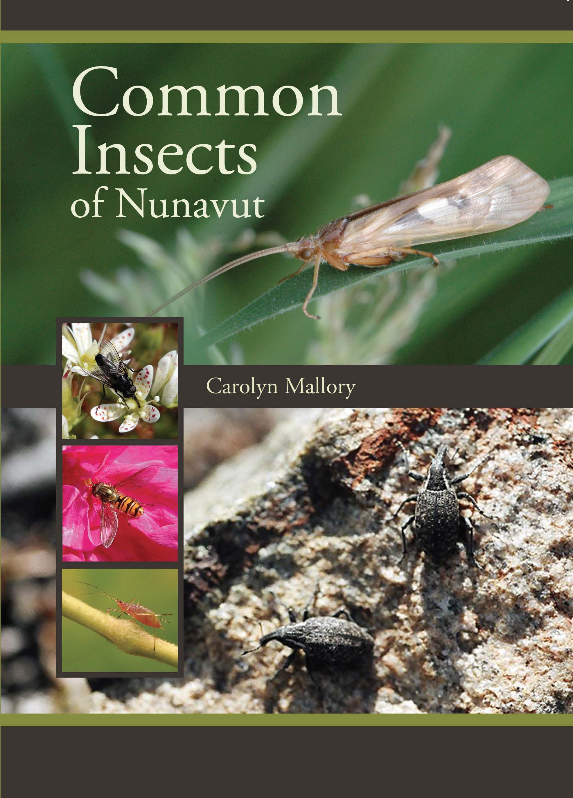 Insectes communs du Nunavut