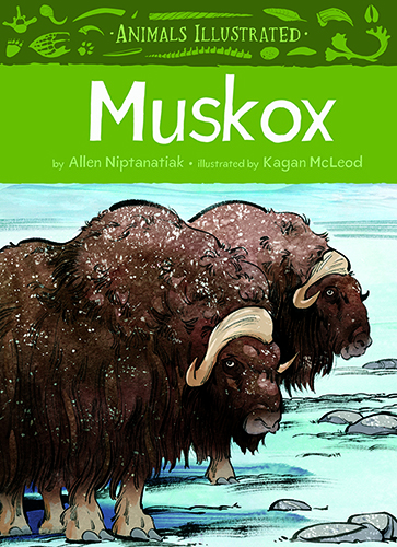 Animals Illustrated: Muskox