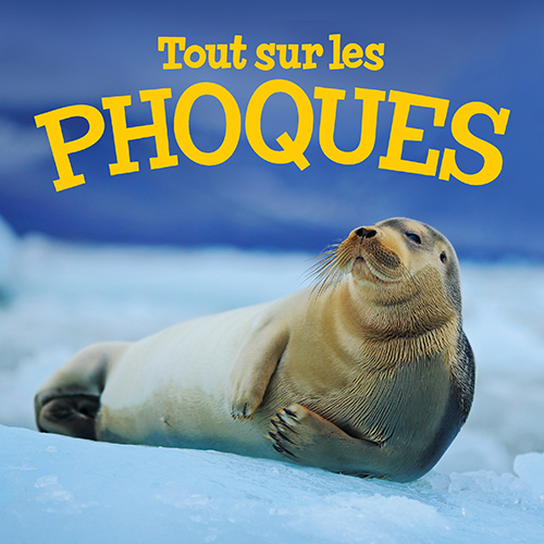 Tout sur les phoques