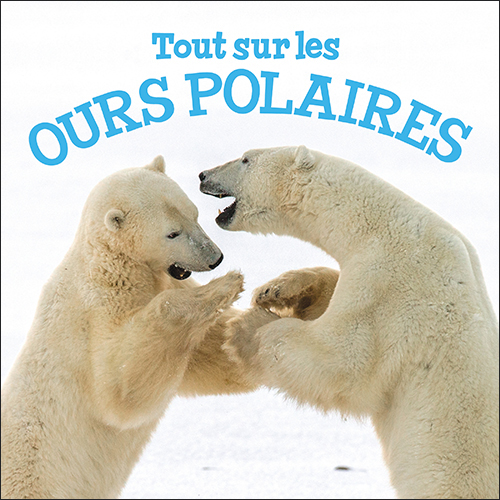 Tout sur les ours polaires