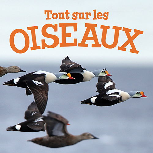 Tout sur les oiseaux