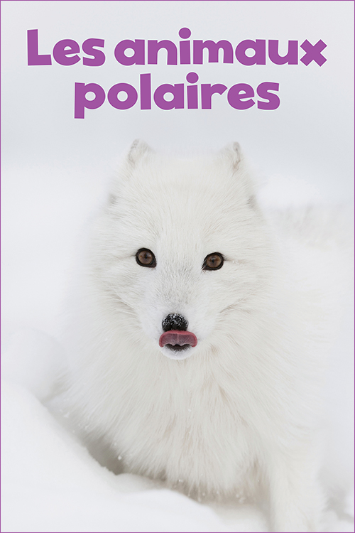 animaux polaires format géant