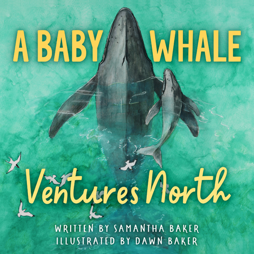 Baby Whale Ventures North