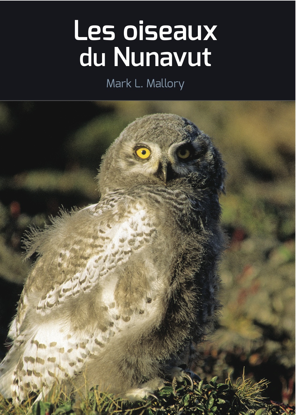 oiseaux du Nunavut