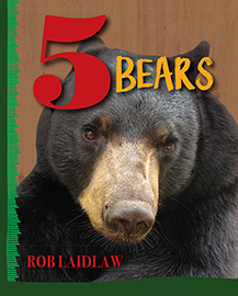5 Bears