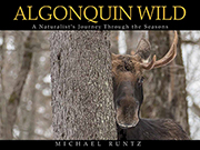 Algonquin Wild
