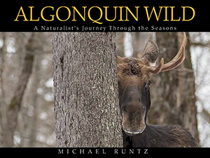Algonquin Wild
