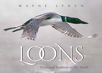 Loons: Treasured Symbols of the North